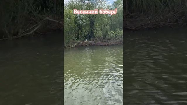 Бобер Невидимка !))