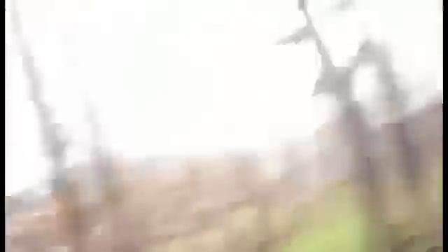 а я думала сова оригинал