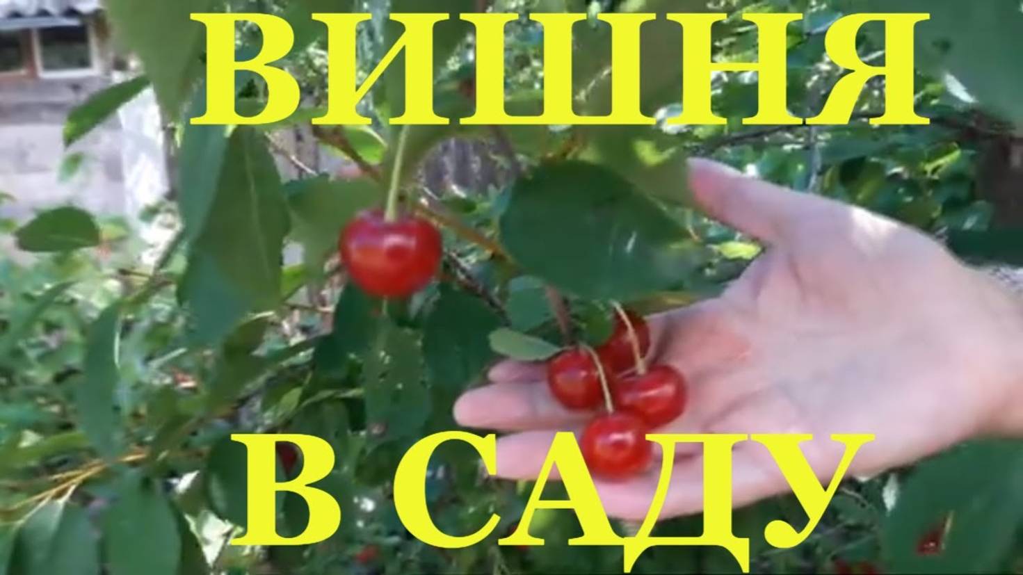 Вишневый сок в саду #potemkin3 Потемкин