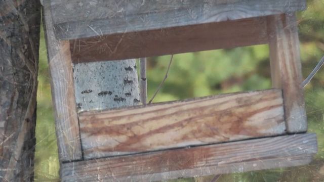 В Кузбасском парке поселились 2 белки, птичек много. Кемерово