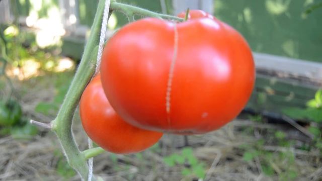 Сорт-"КУУМ". Томаты от Фёдора.