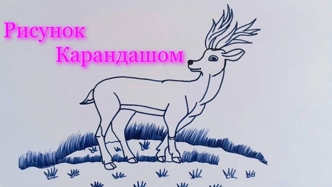 Рисунок Оленя карандашом |Рисунок животных | Учимся рисовать на Рутуб