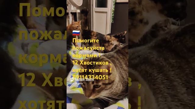 #помощьживотным#миниприют#котики#собака