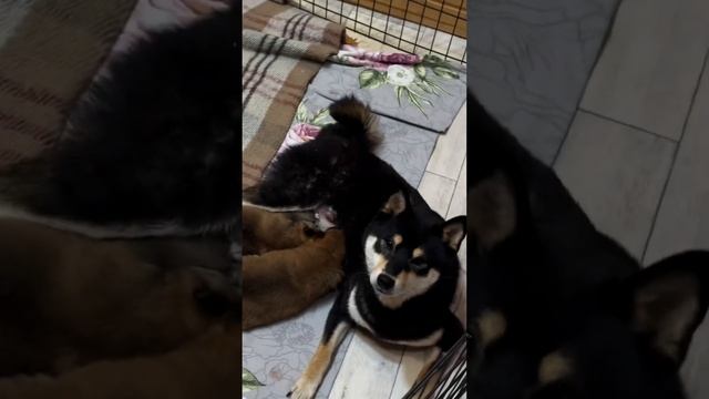 Перси мать года