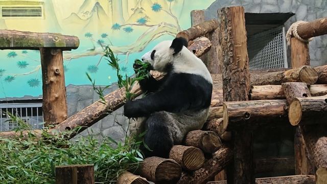 VID_20241119_161909