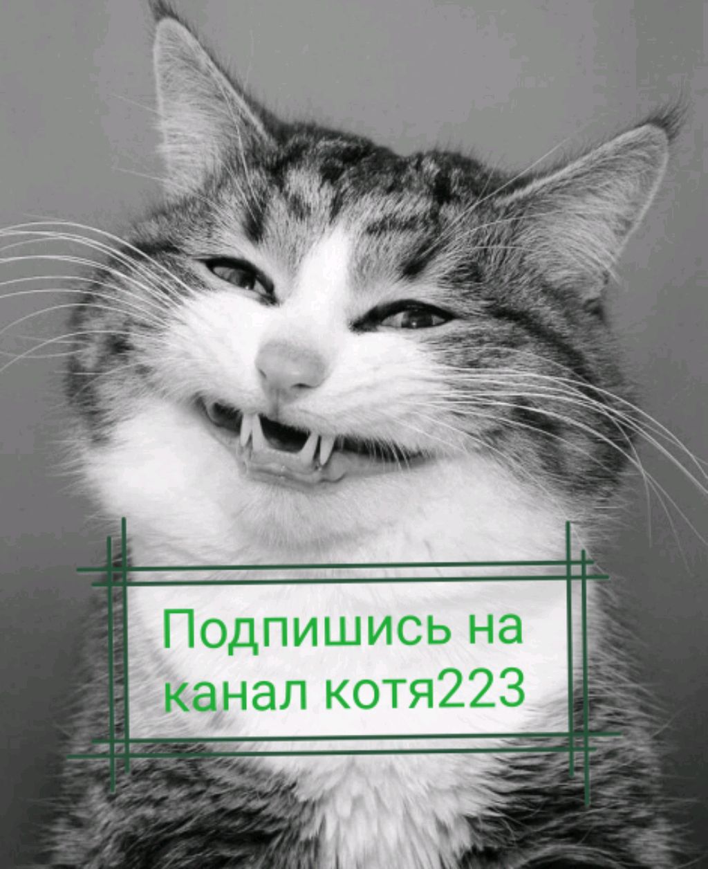 Котя223