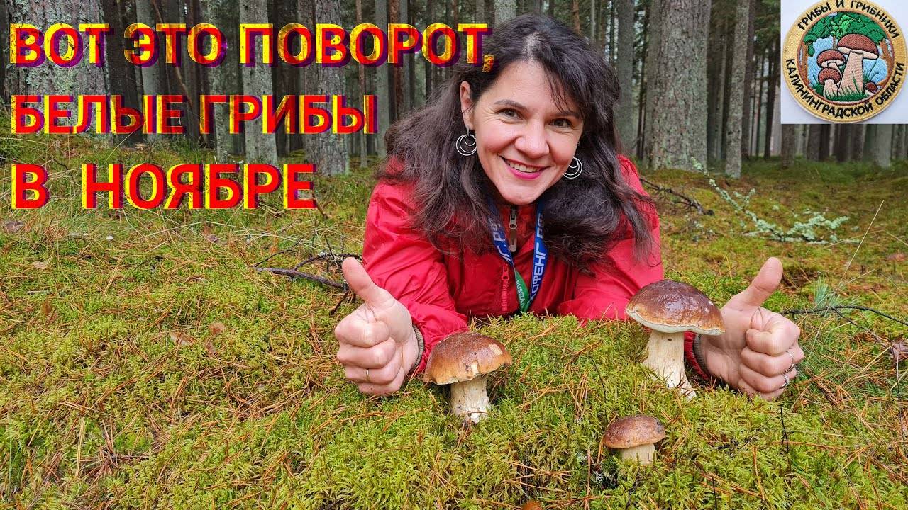 Белые Грибы Есть И В Ноябре Сбор Грибов Осенью