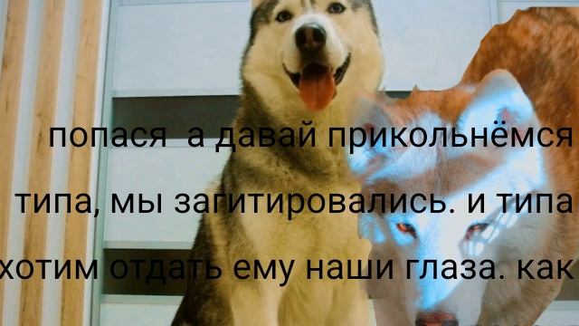 хаски победили кота бу