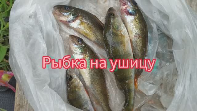 Рыбка на ушицу.
