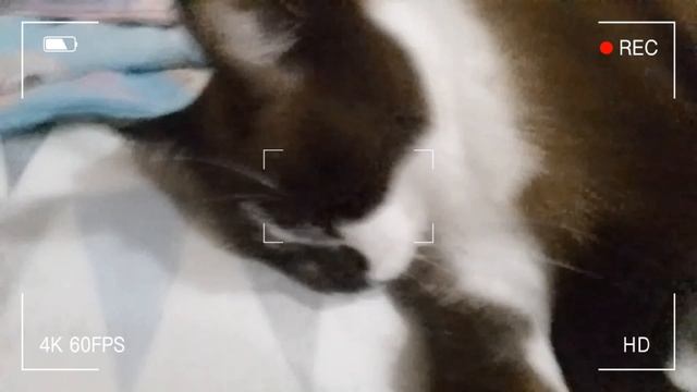 🥲Мартик не хочет сниматься😤|😸котик Мартик говорящий кот😸