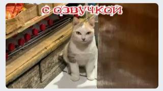 Приколы с котами! Смешные коты! С ОЗВУЧКОЙ! САМЫЕ смешные животные! ДО СЛЁЗ!