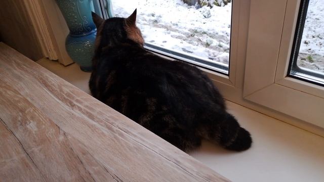 Котики под музыку.