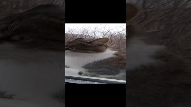 мой кот