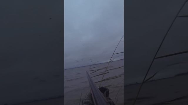 Две утки с выстрела #shorts #охота #охотанауток #осенняяохота