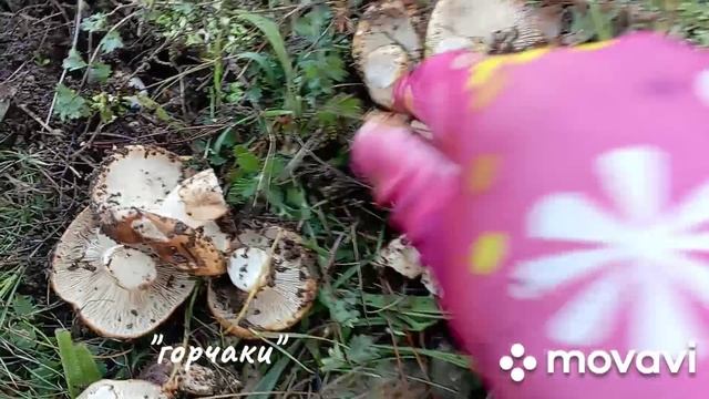 прогулка в лес🌲, погода шикарная, 19 ноября