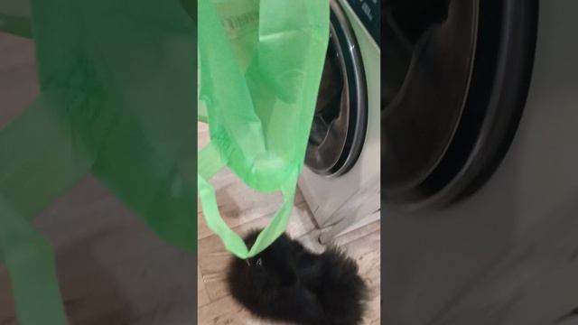 ШПИЦ бессовестная собачка)))