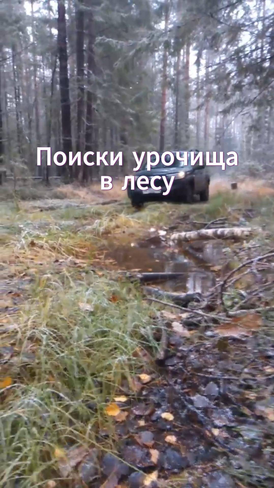 Поиски урочища в лесу