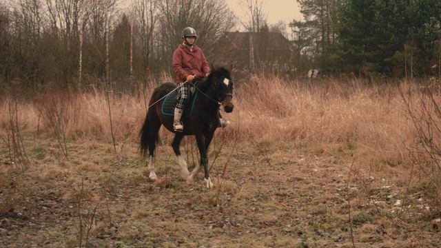 КОНИ-ПОНИ 🐴🦓🦌