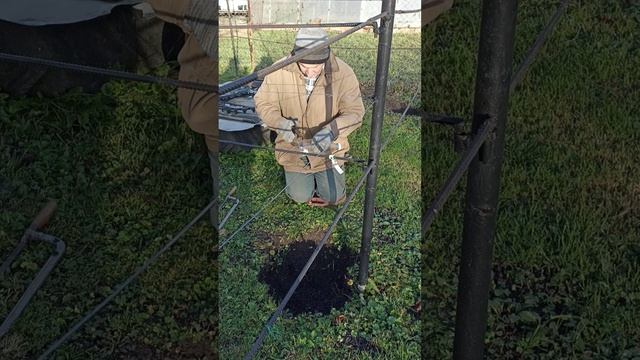 Обрезаю и укрываю однолетние саженцы винограда...