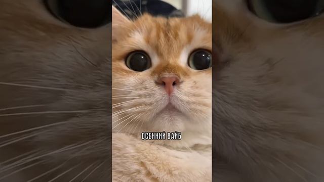 Осень 🥲