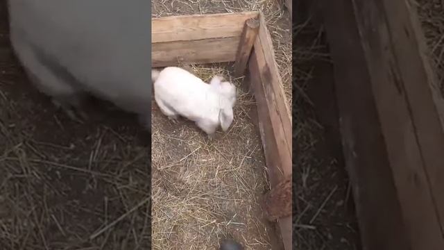 Кролик атакует.