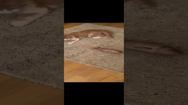 Рыжее счастье ищет дом