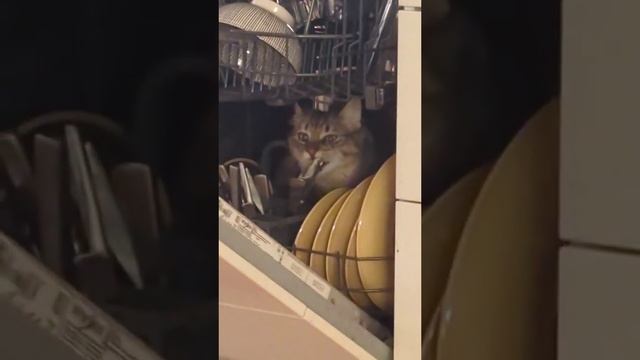 Главный механизм посудомойки😂