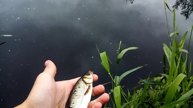 ЛЕТО#Рыбалка на реке,подъязочек;]