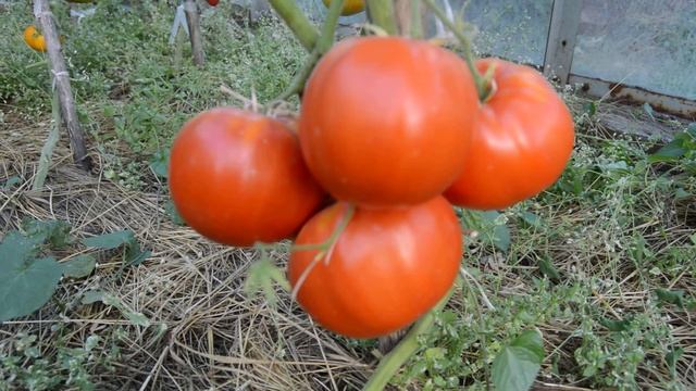 Сорт -"КОРАЛЛОВЫЙ". Томаты от Фёдора.