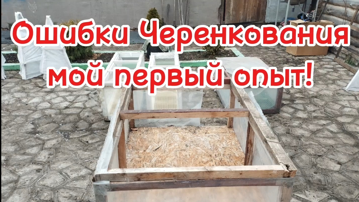 🌲Ошибки при черенкование хвойных растений🌳
