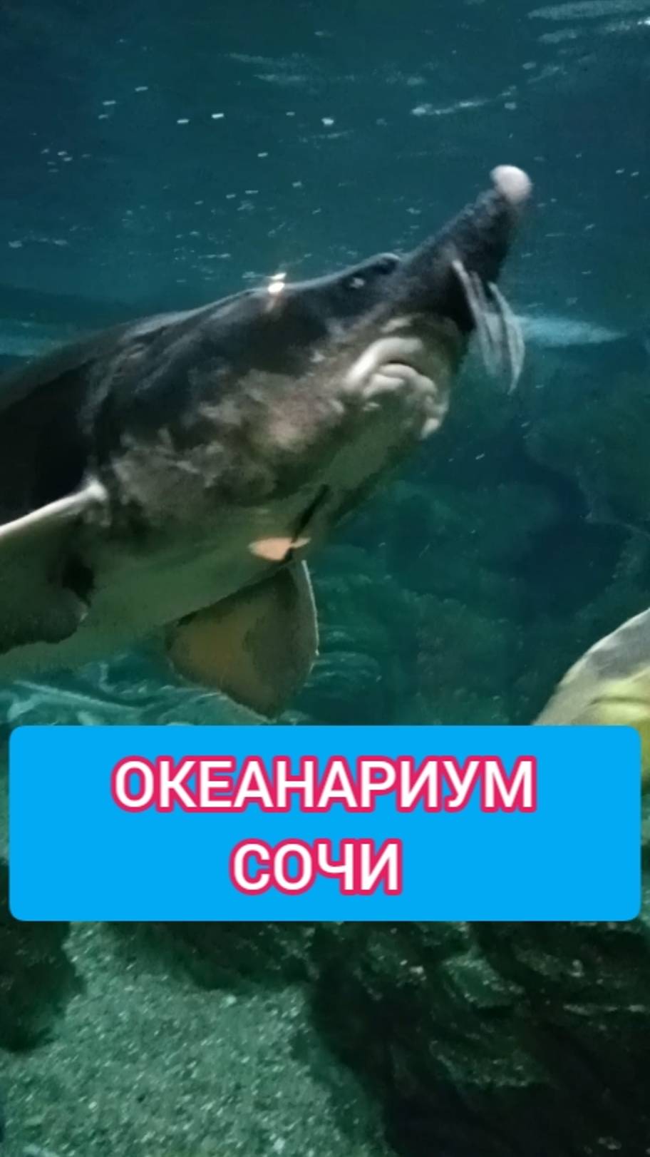ОКЕАНАРИУМ СОЧИ