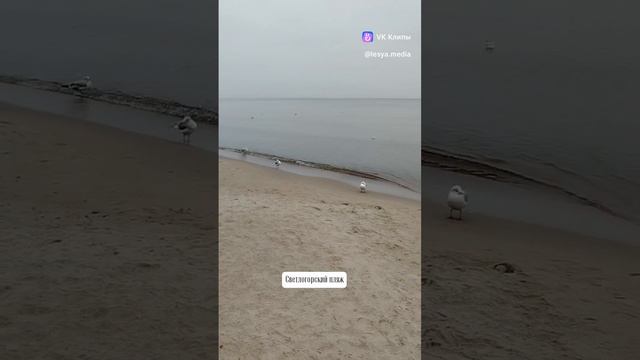 Балтийское море. Светлогорск. Ноябрь 2024