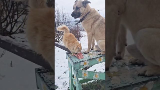 Пикселюша поблагодарил Друзей за подарки 🎁🙏❤️ и угостил ребят вкусненьким 🏡😻🥩