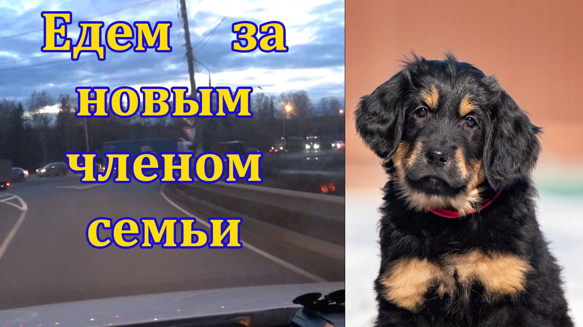 Ховаварт. Напарник для моих приключений. В нашей семье пополнение.