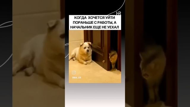 ха