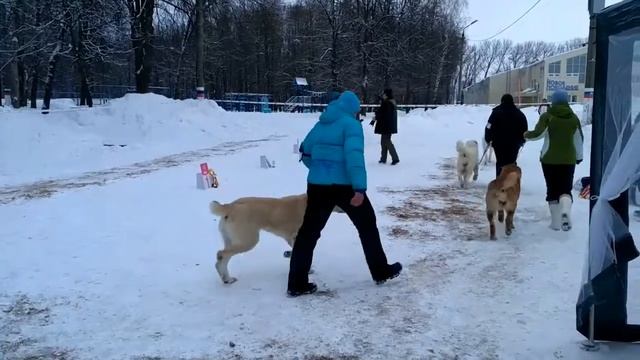 Моно САО Тула 21.01.17