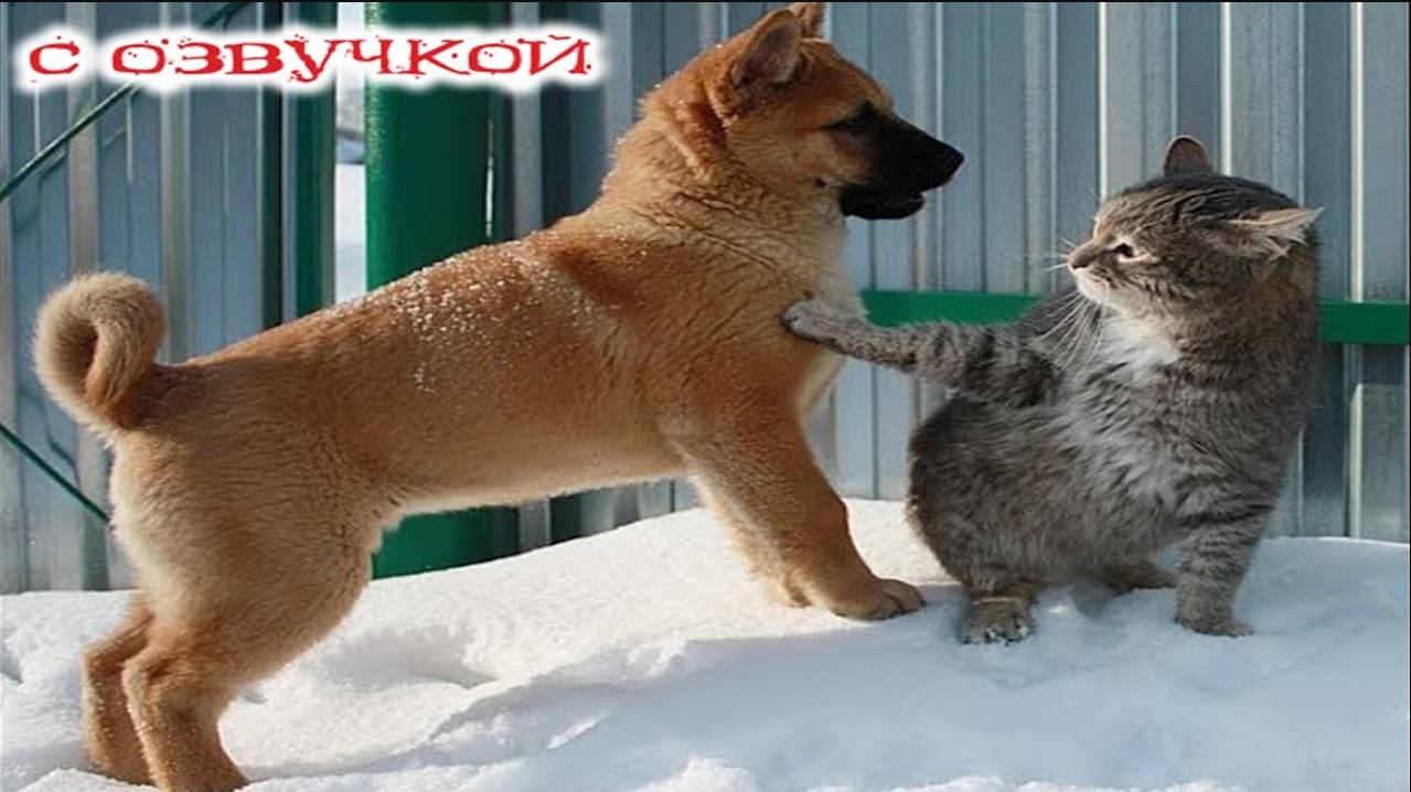 Приколы с котами! - С ОЗВУЧКОЙ! Смешные коты и СОБАКИ! Самые смешные животные! До слез!