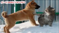 Приколы с котами! - С ОЗВУЧКОЙ! Смешные коты и СОБАКИ! Самые смешные животные! До слез!