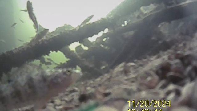 1000033141.mp4Волга гл.5м.20.11.2024г.