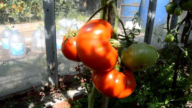 Сорт - "ГИГАНТ НОВИКОВА".Томаты от Фёдора.