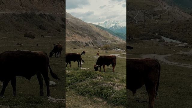 ОСетия день 2