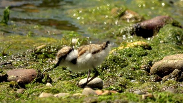 15338473-uhd_3840_2160_25fps