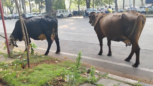 Священные коровы на улице Мумбая