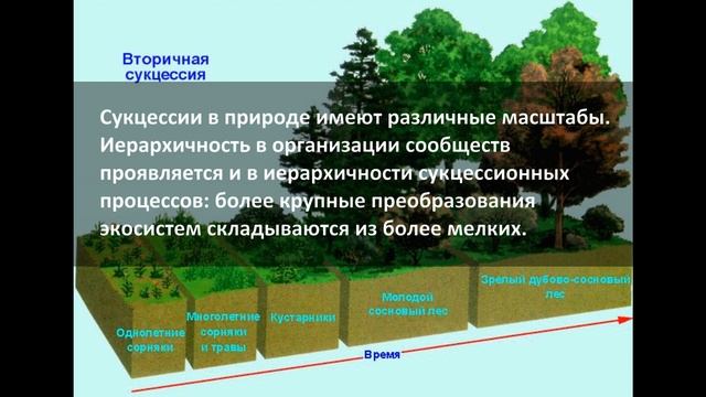 Сукцессия