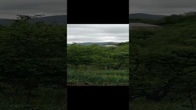Красиво поют соловьи, горы Дагестана