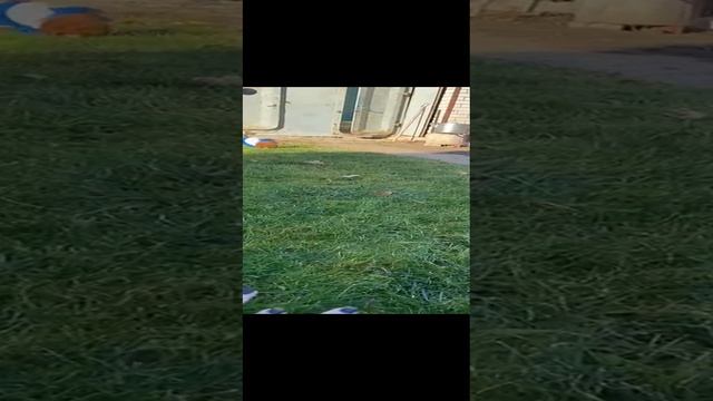 VID-20241118-WA0001.mp4