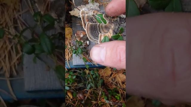 Кипеньский Гриб - Траметес разноцветный #траметес #fungi #ежовик #женьшень #nature
