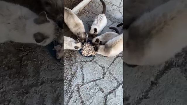 котики на моей даче