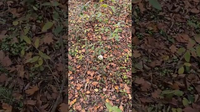 Не знал не брал, узнал стал собирать говорушки #вдохновение #рекомендации #мотивациянауспех #топ1