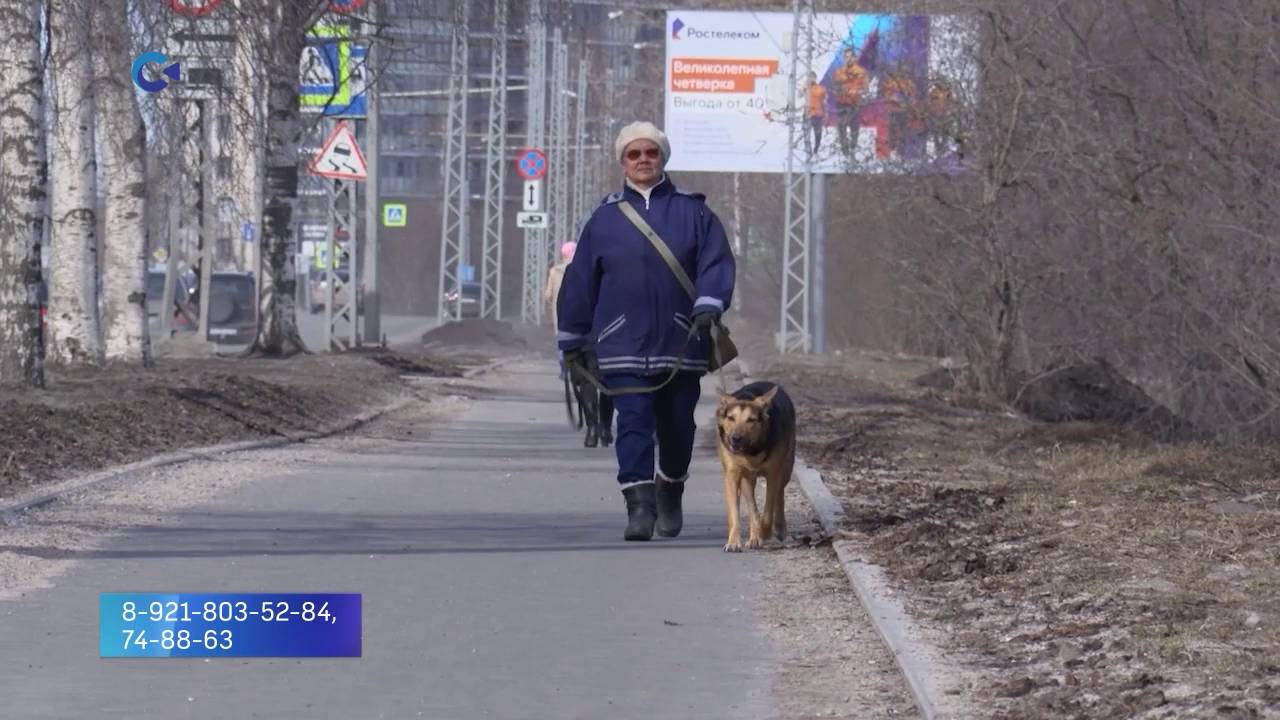 Чуму плотоядных обнаружили на территории жилого дома в Петрозаводске